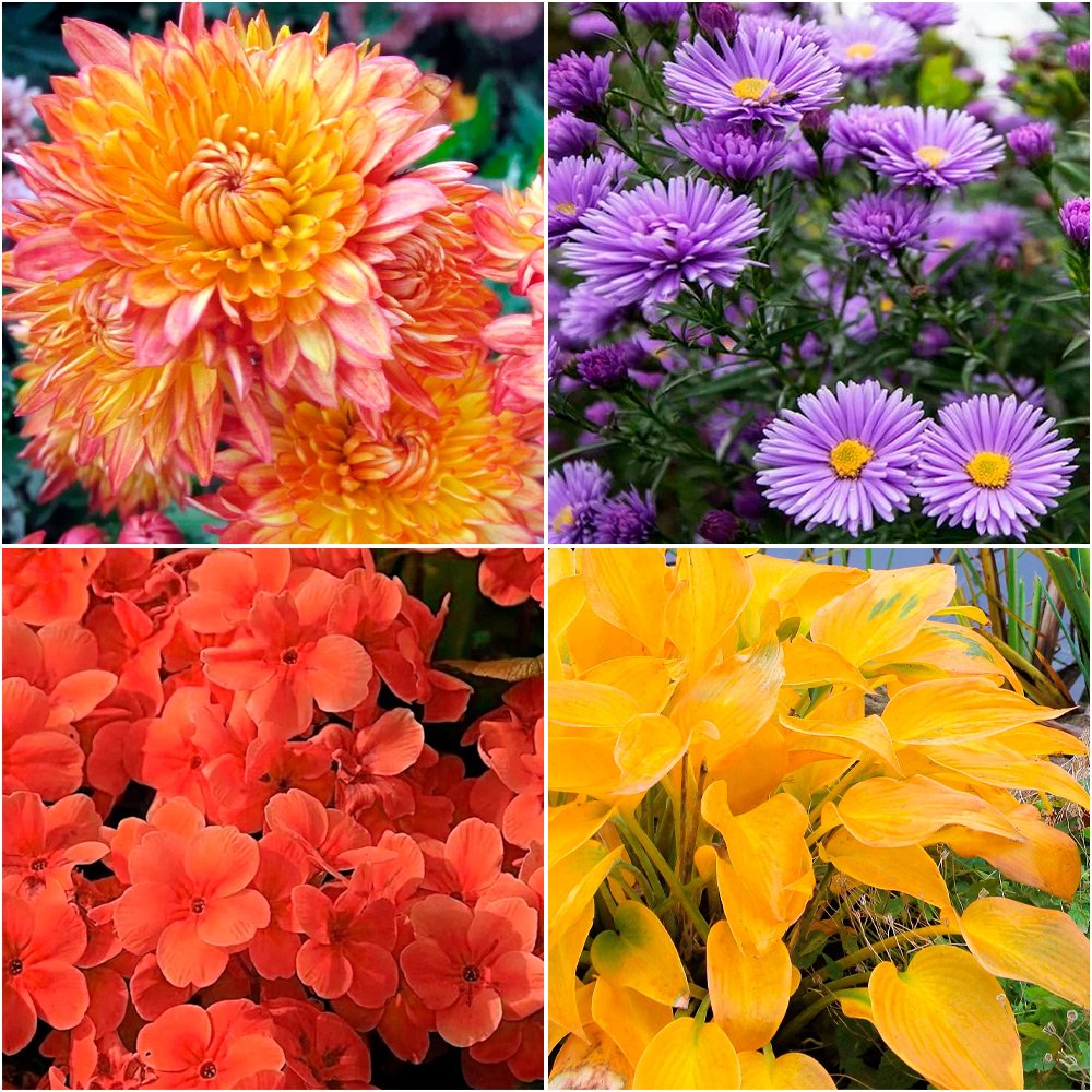 Многолетники с красивой листвой осенью